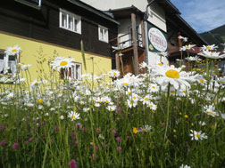 Ferienwohnung Lackenhof Blumen